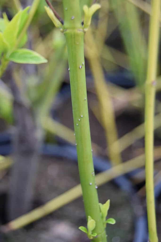 Cornus sericea 'Flaviramea' 60-80 cm